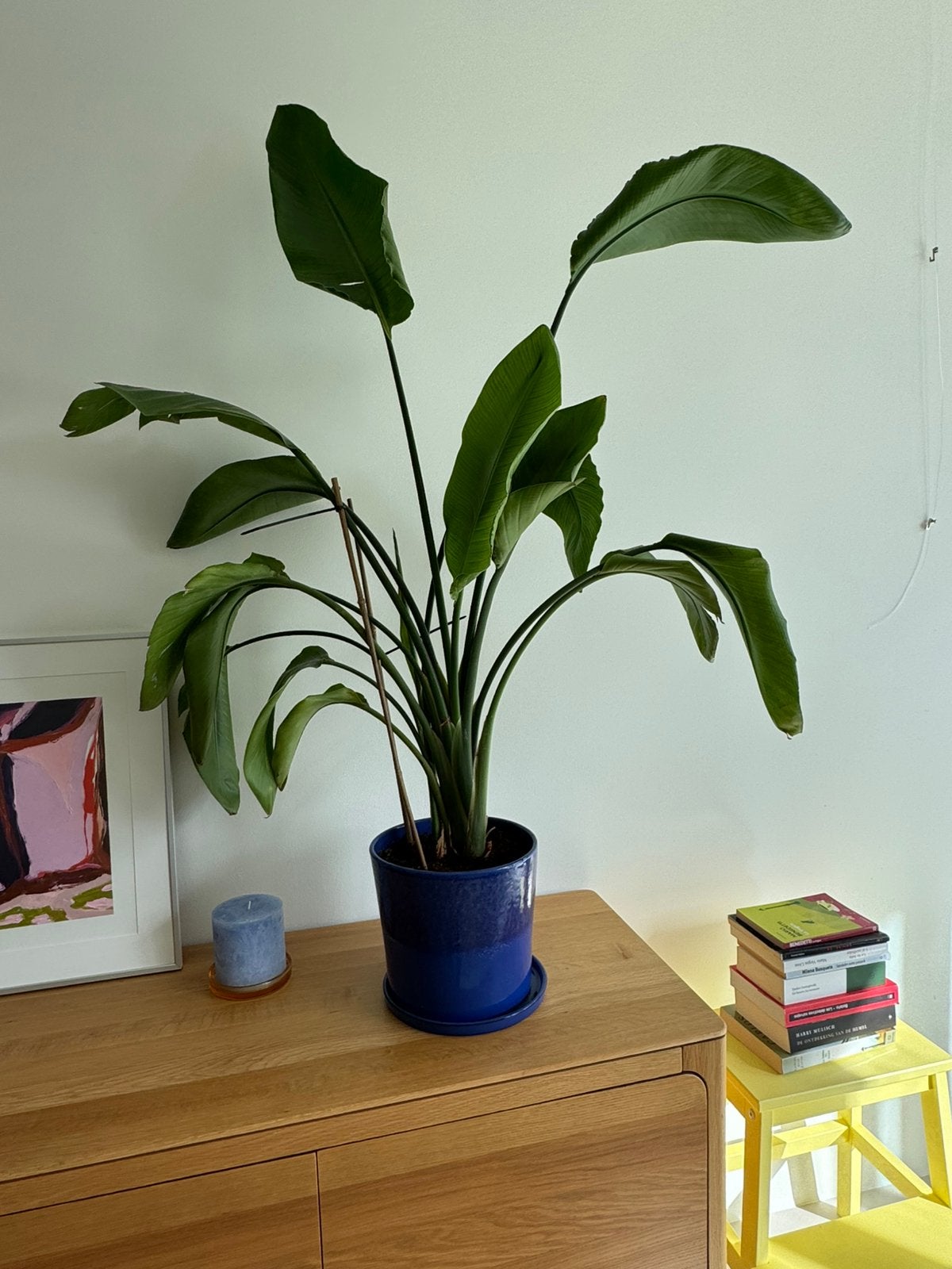 Grote Strelitzia nicolai / paradijsvogelplant met blauwe pot, Ophalen, Halfschaduw, 100 tot 150 cm