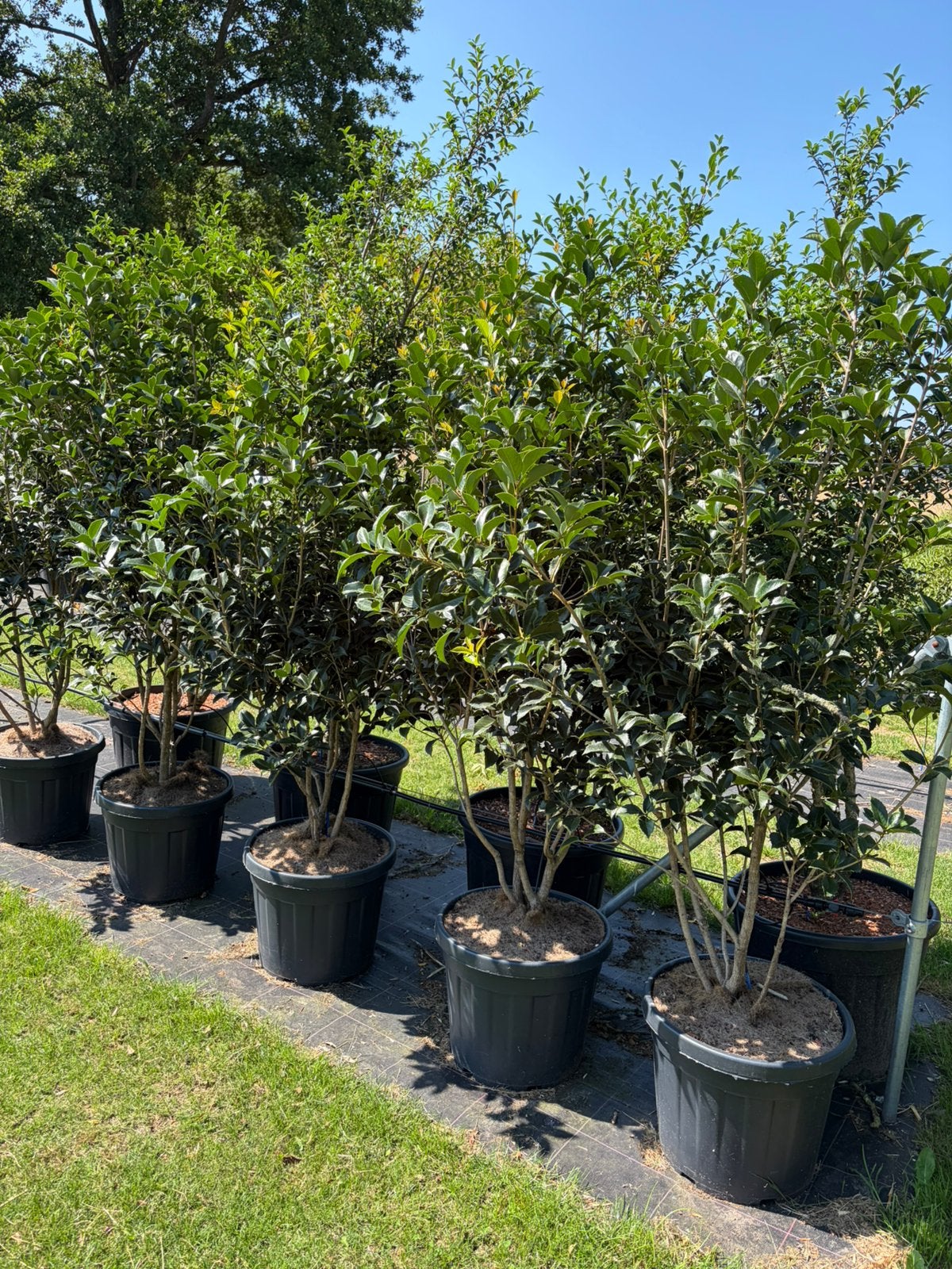 Osmanthus schijnhulst meerstam leverbaar tot 250 cm hoog., Tuin en Terras, Planten | Struiken en Hagen, Ophalen, Overige soorten