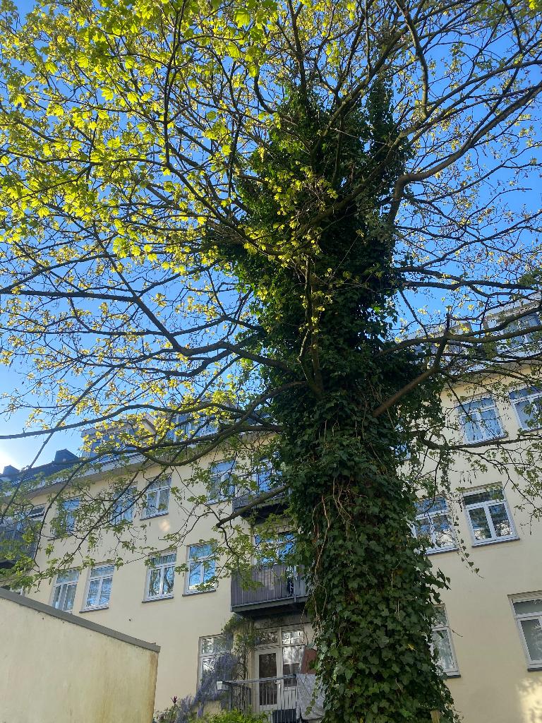 Ik zoek tuinman voor snoeien boomtakken, Ophalen