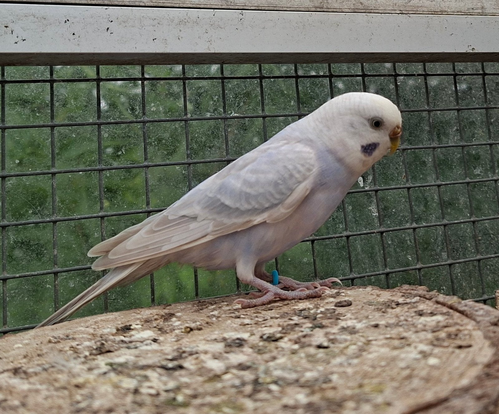 Grasparkieten jong en oud, pop en man, Meerdere dieren, Parkiet