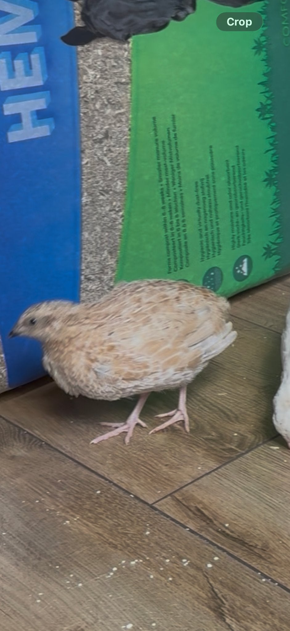 Japanse kwartel haantje, Dieren en Toebehoren, Vogels | Overige Vogels, Mannelijk
