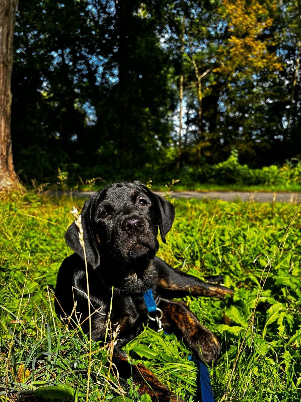 Lieve Labrador kruising Pup Teefje 3 maanden, Dieren en Toebehoren, 15 weken tot 1 jaar, CDV (hondenziekte), Teef, Eén hond