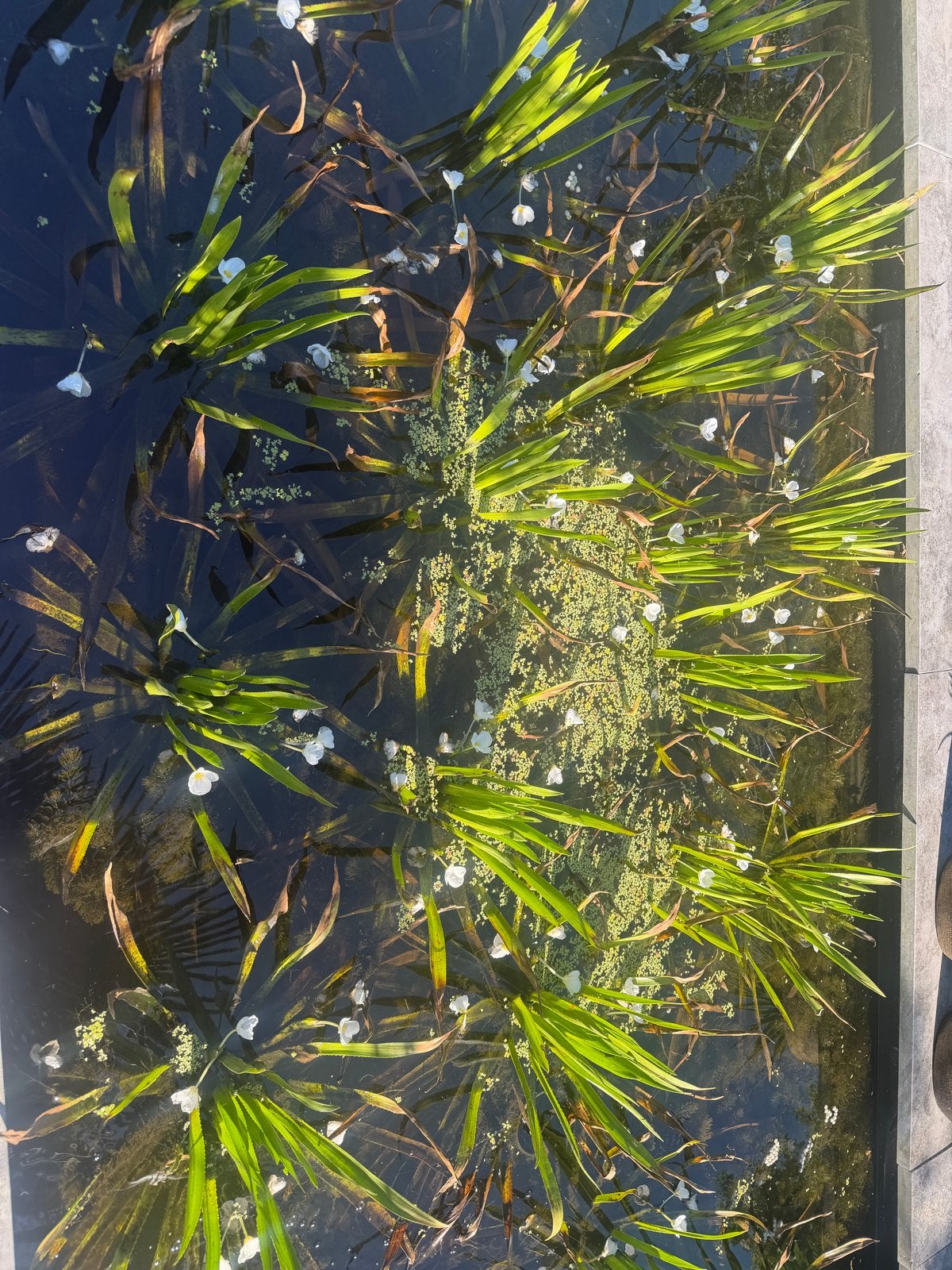Waterplanten voor vijver GRATIS, Ophalen, Gebruikt