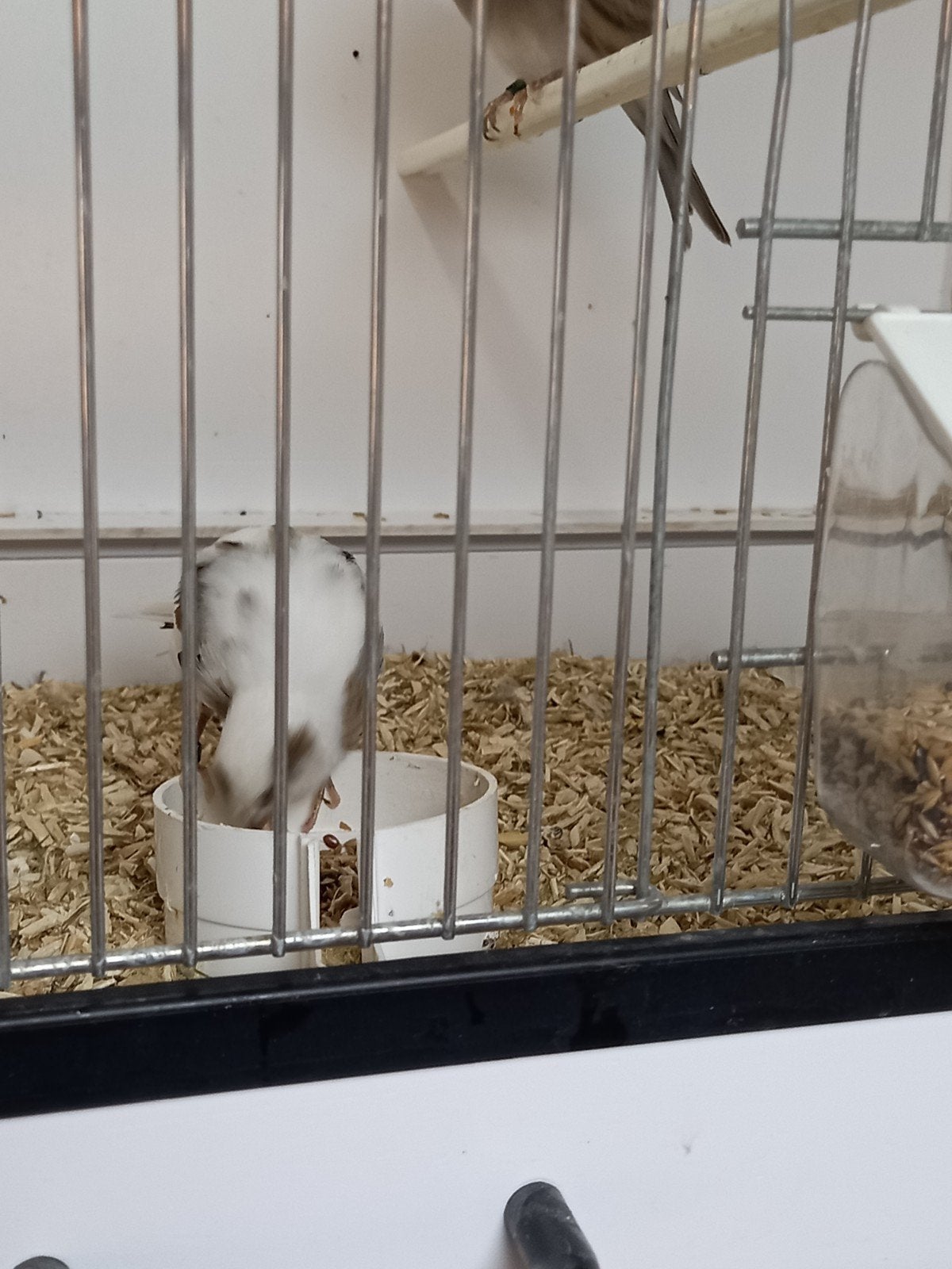 postuur kanaries, Meerdere dieren, Kleurkanarie
