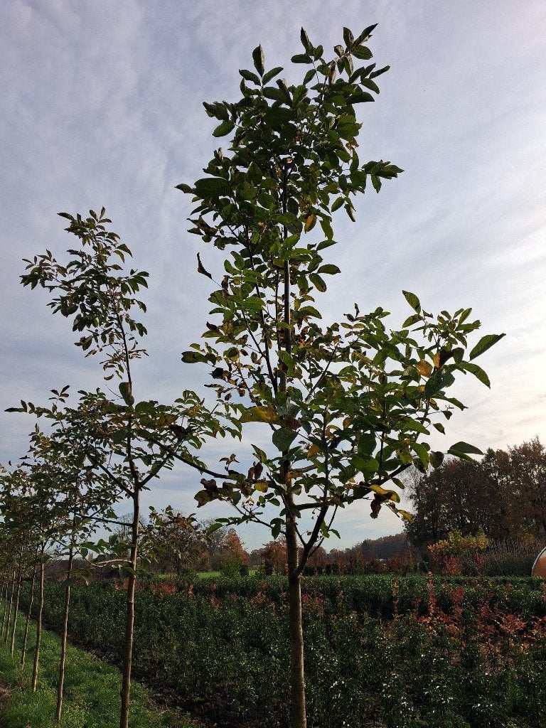 Regia juglans (IN POT!!!) Notenboom €75,-, Lente, 250 tot 400 cm, Volle zon, In pot
