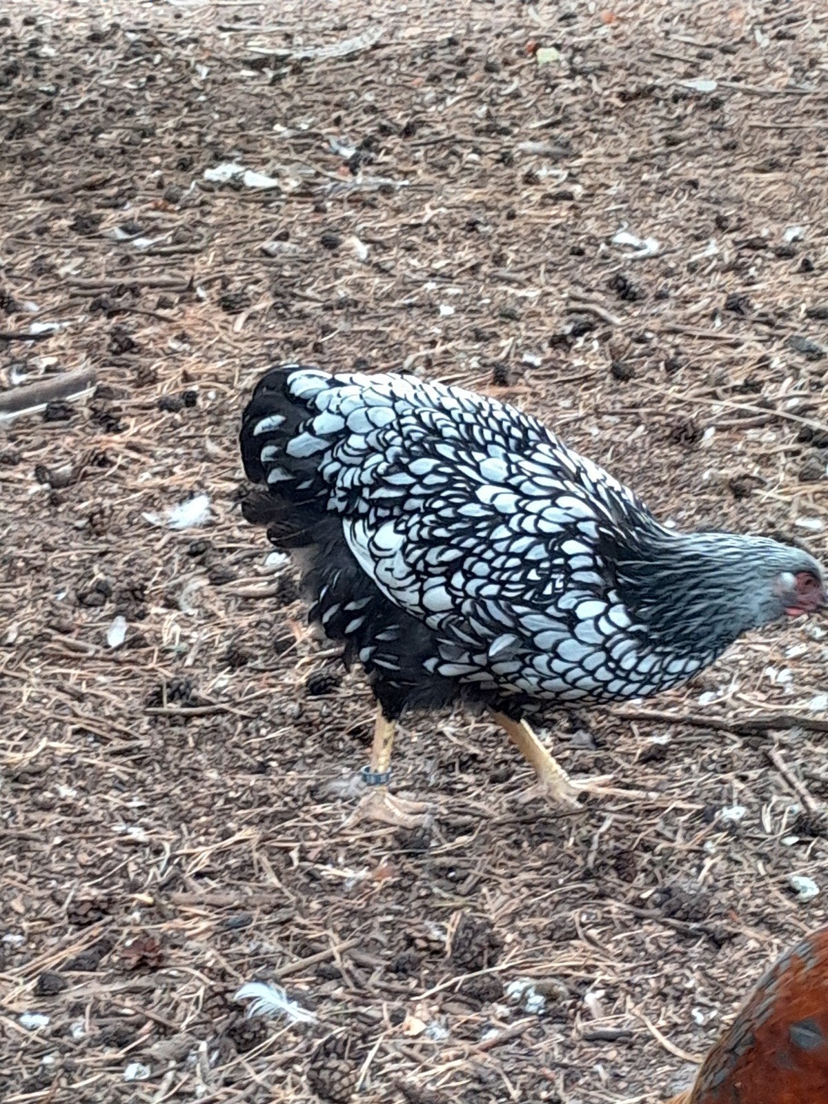 grote wyandotte, jonge hennen div. kleuren, Dieren en Toebehoren, Pluimvee, Vrouwelijk, Kip
