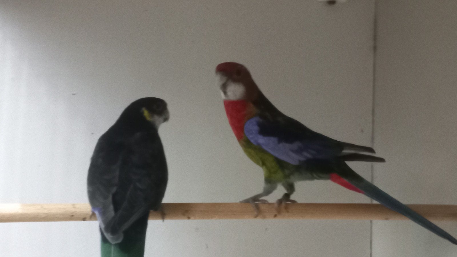 zwarte rosella koppel, Meerdere dieren, Parkiet