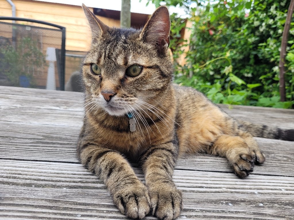 Katten oppas aangeboden omgeving Tilburg, Dieren en Toebehoren, Ophalen of Verzenden