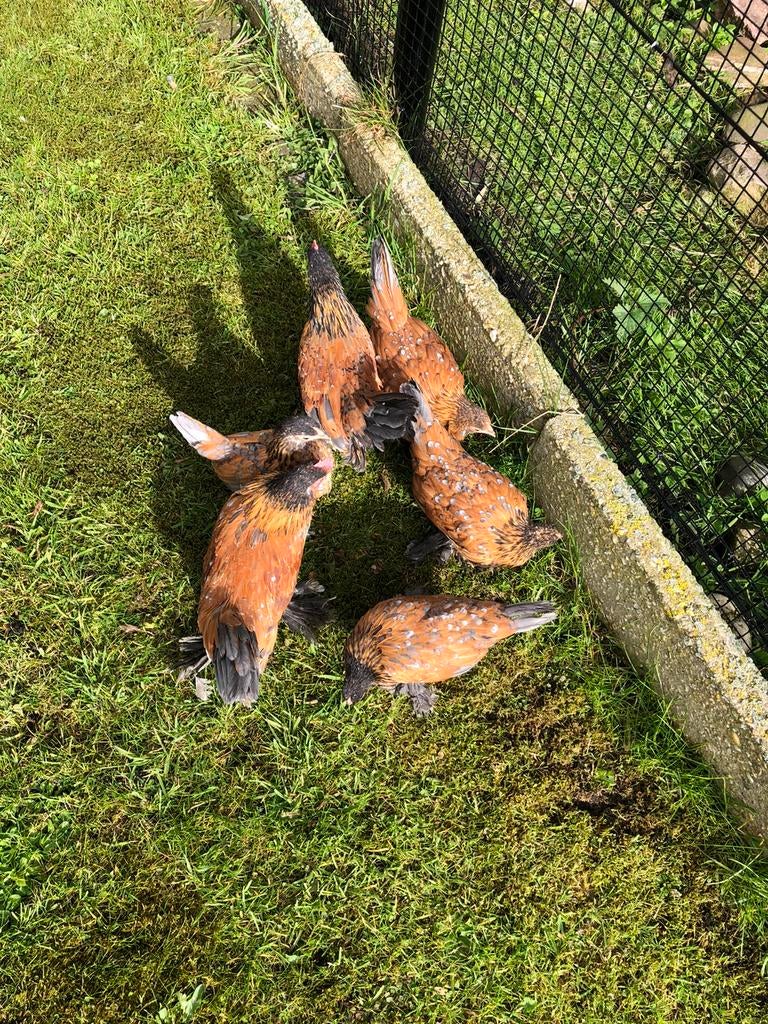 Sabelpoot kriel, Dieren en Toebehoren, Pluimvee, Meerdere dieren, Kip