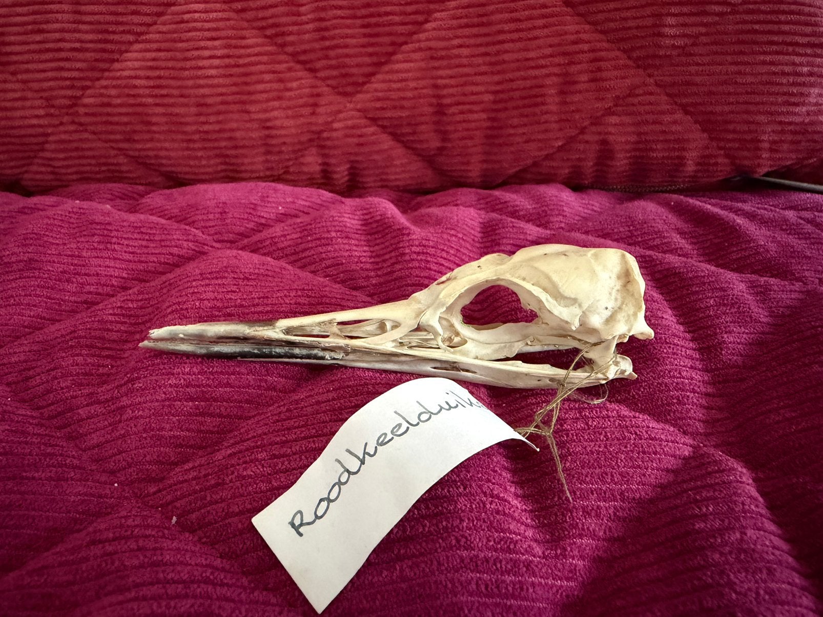 Schedel Roodkeel duiker (Incl CITES), Verzamelen, Ophalen of Verzenden, Zo goed als nieuw, Vogel, Schedel
