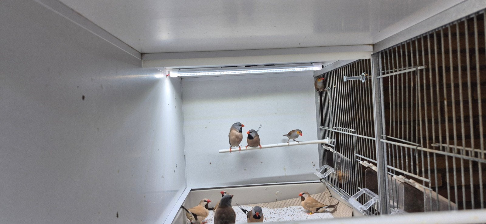 spitstaartamadines, Dieren en Toebehoren, Meerdere dieren, Geringd