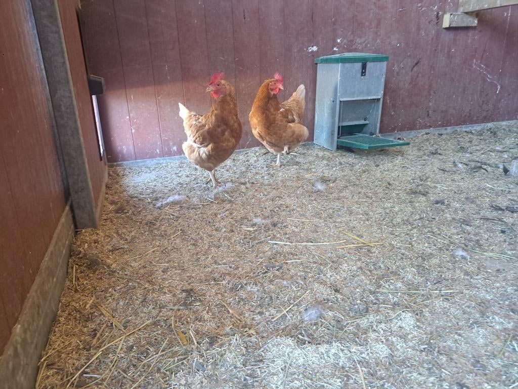 3 legkippen, Dieren en Toebehoren, Vrouwelijk, Kip