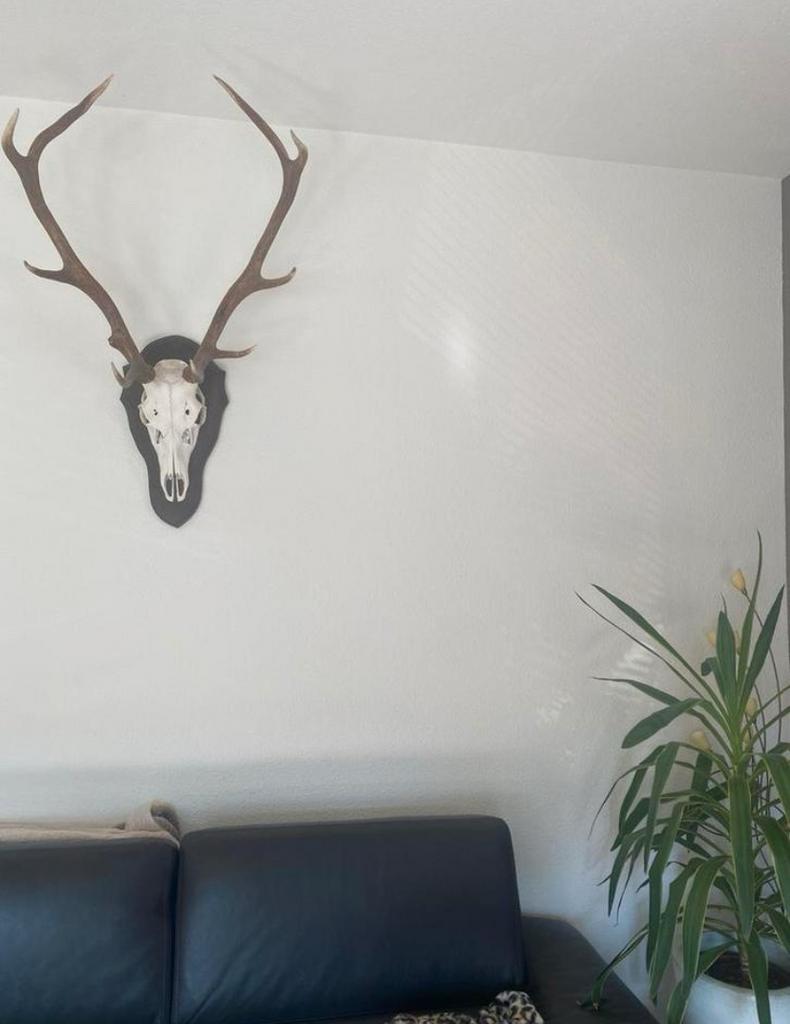 Hertengewei - Mooie statement decoratie, Ophalen, Gebruikt, Landelijk, Natuurlijk materiaal