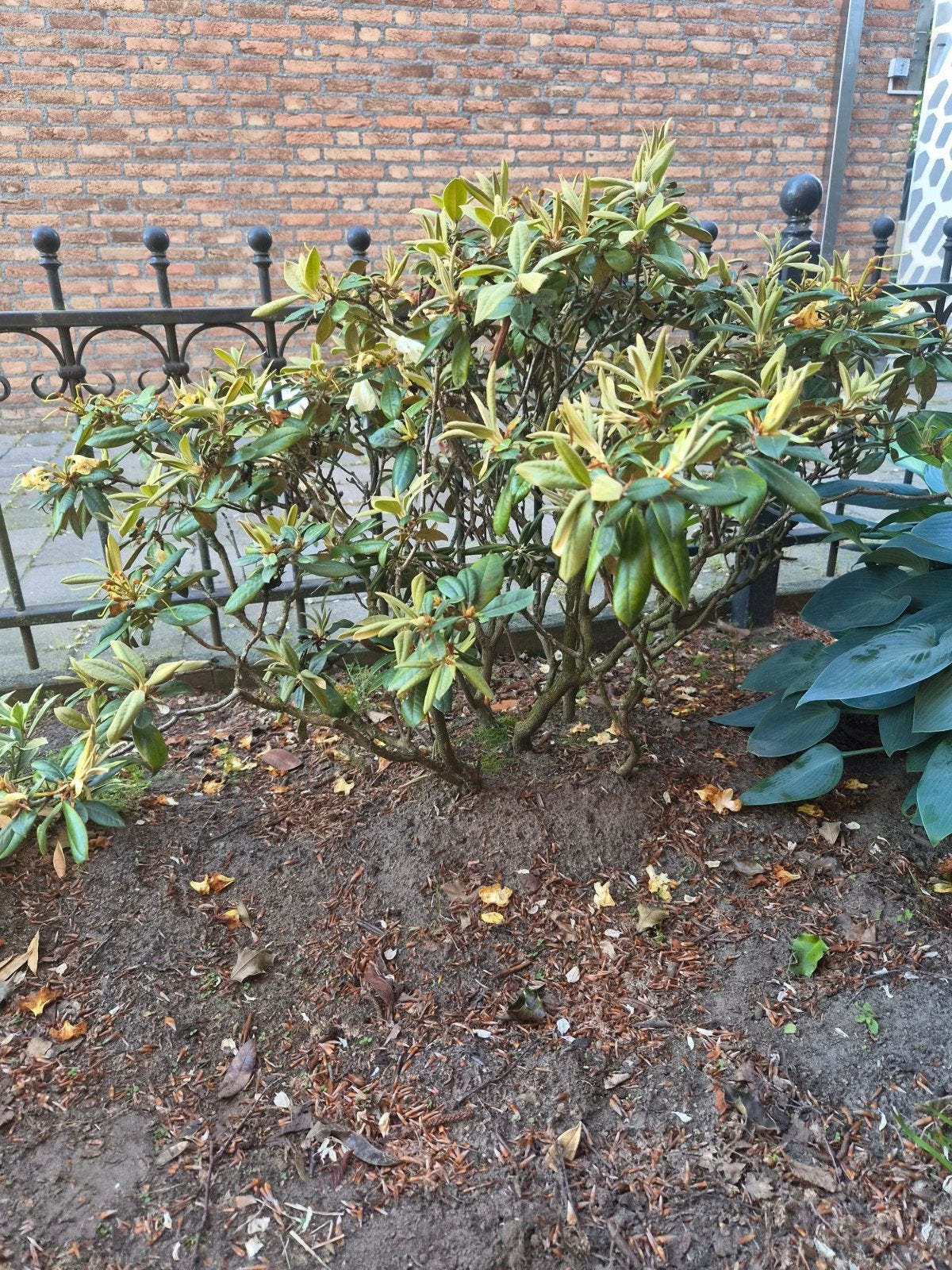 Rhododendron - Prachtige Groenblijvende Heester, Vaste plant, Halfschaduw, Lente, Ophalen