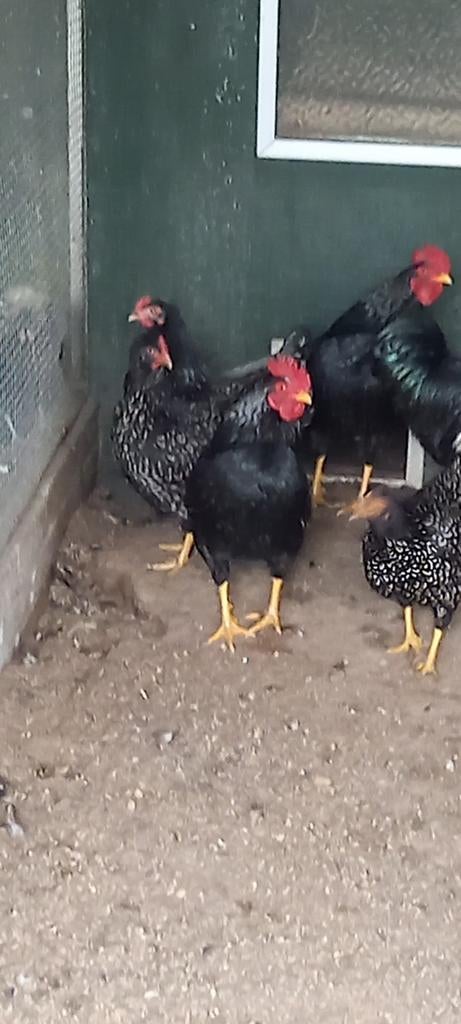 Broedeieren van Barnevelder krielkippen , goud en zilver, Dieren en Toebehoren, Pluimvee, Geslacht onbekend, Kip