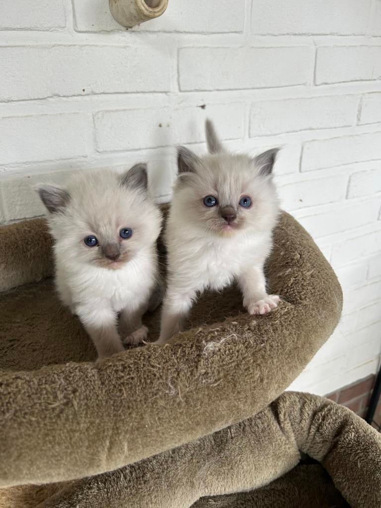 Zeer knappe ragdoll kittens, Dieren en Toebehoren, Meerdere dieren, Met stamboom