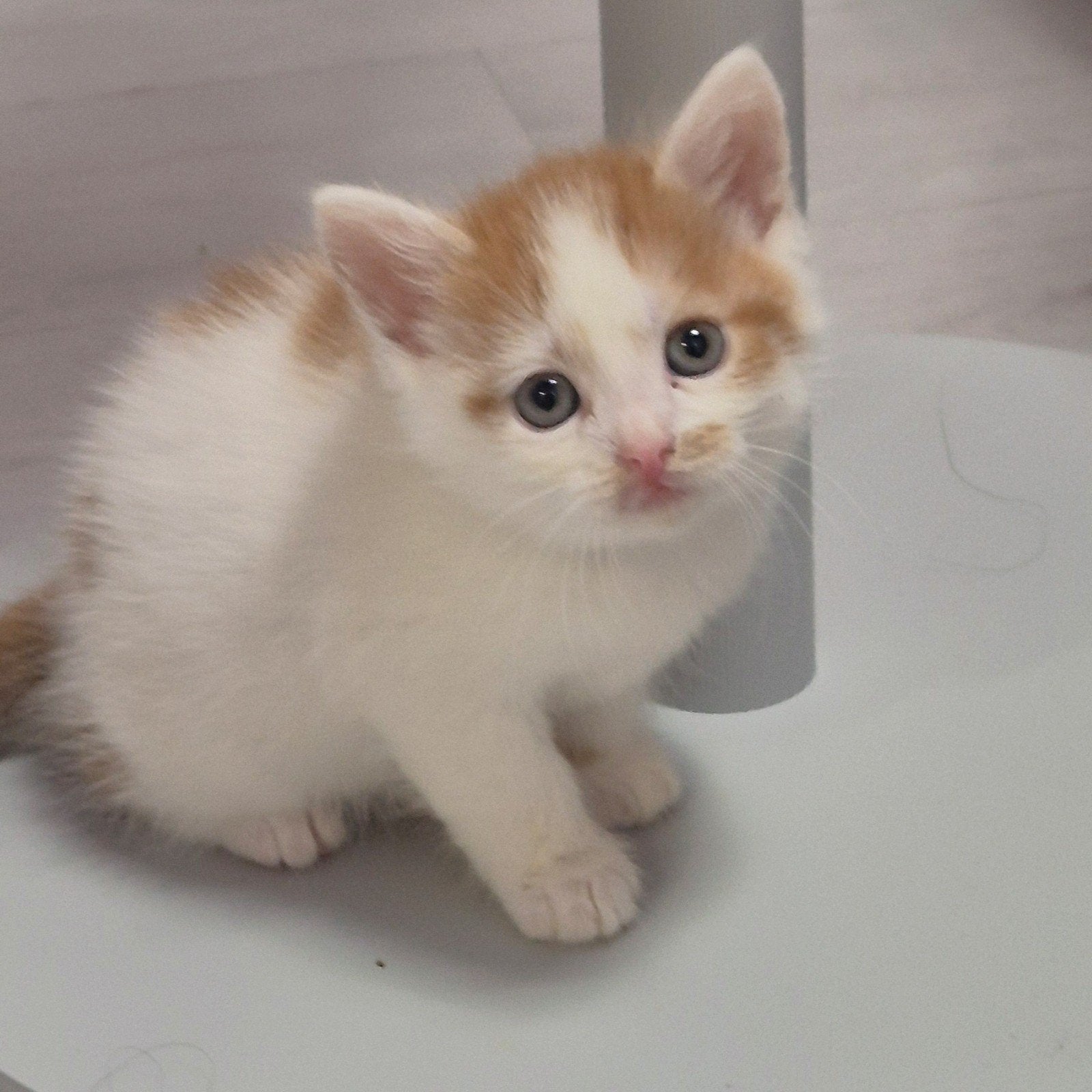 kittens