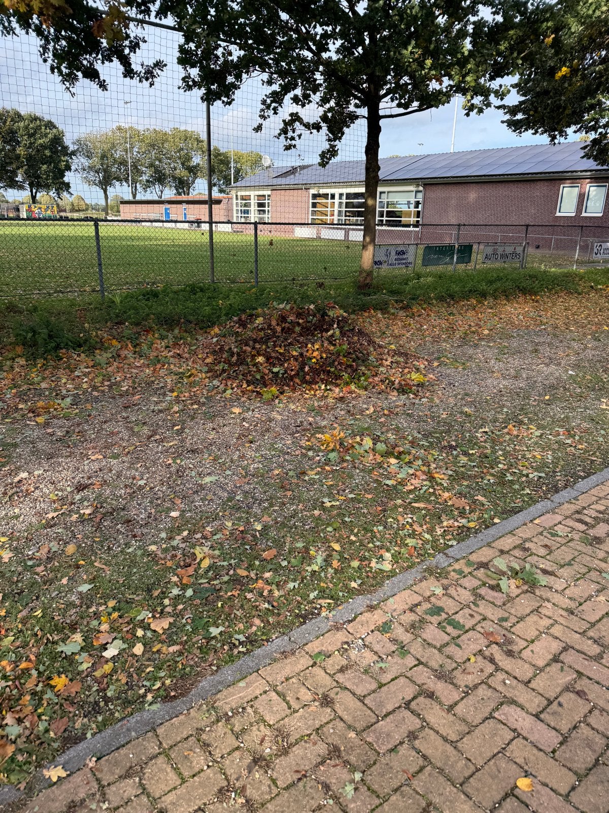 Verse eikels gratis af te halen, Ophalen, Najaar, Volle zon, Zaad