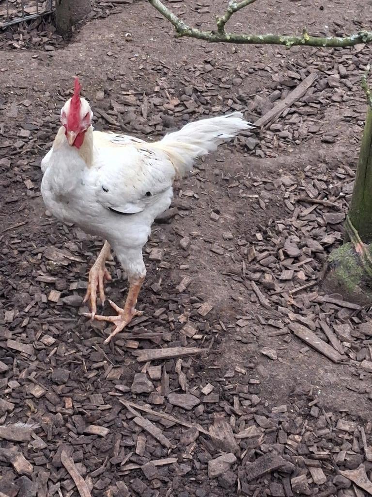 Oud engelse vechter haan 1 jaar oud, Dieren en Toebehoren, Mannelijk, Kip