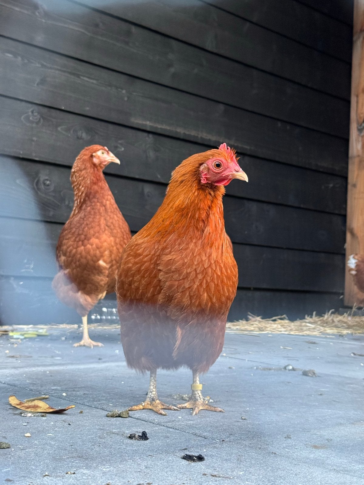 Gratis lieve kippen, Dieren en Toebehoren, Kip