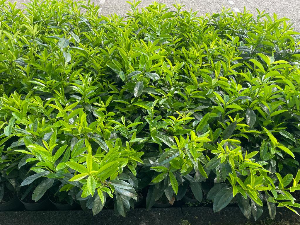 Laurier Genolia in 3 liter pot, smal groeiend soort🪴, Tuin en Terras, Planten | Struiken en Hagen, Ophalen, Laurier, Haag, Minder dan 100 cm