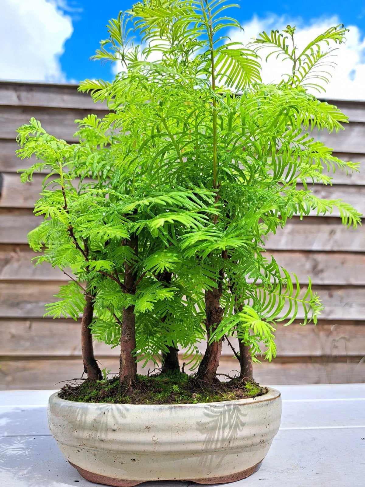 Metasequoia Bonsai Bos in Leuke Bonsaischaal, Overige soorten, Volle zon, Vaste plant, Ophalen of Verzenden