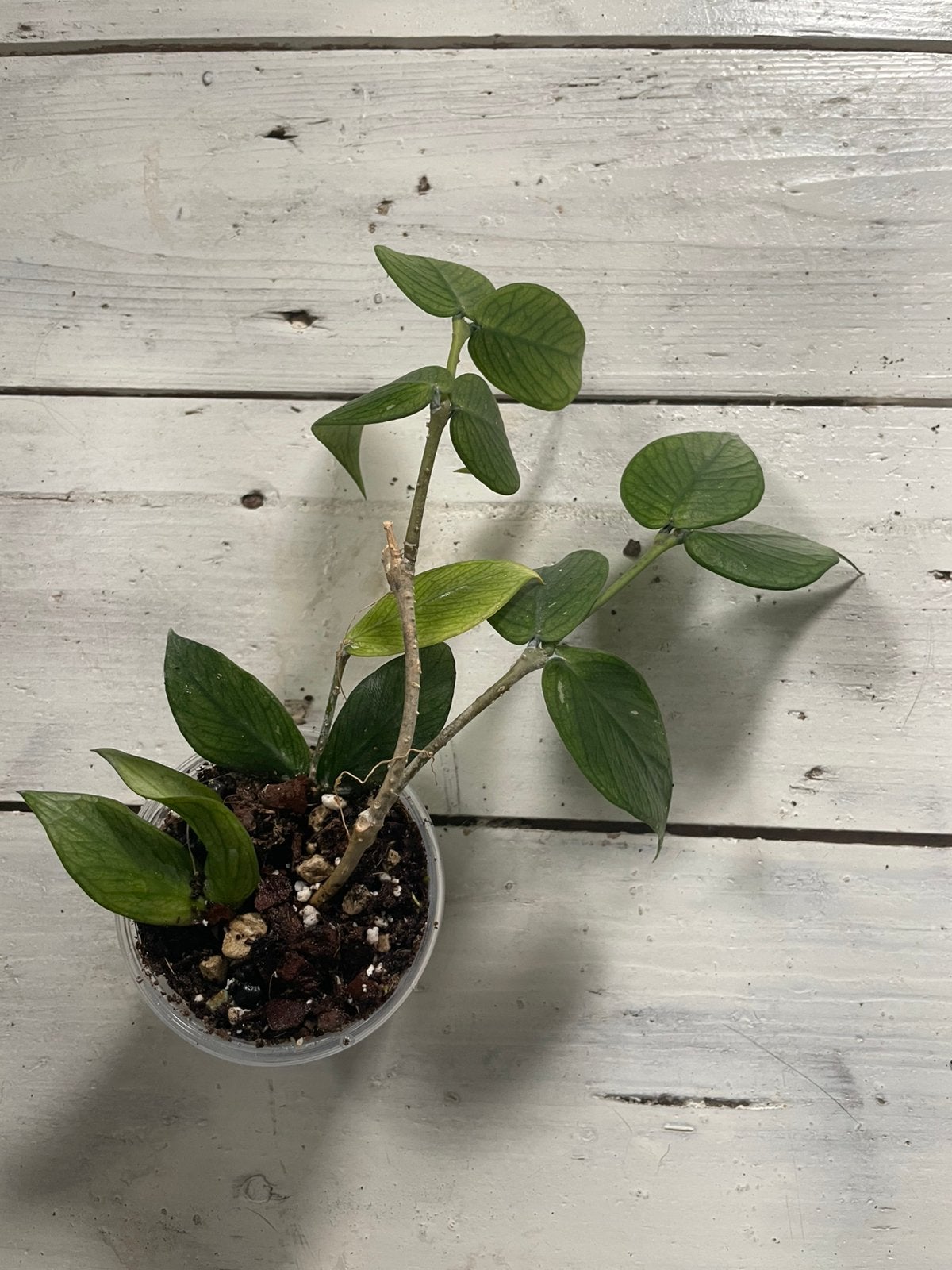 Hoya polyneura, Ophalen of Verzenden, Halfschaduw, Minder dan 100 cm