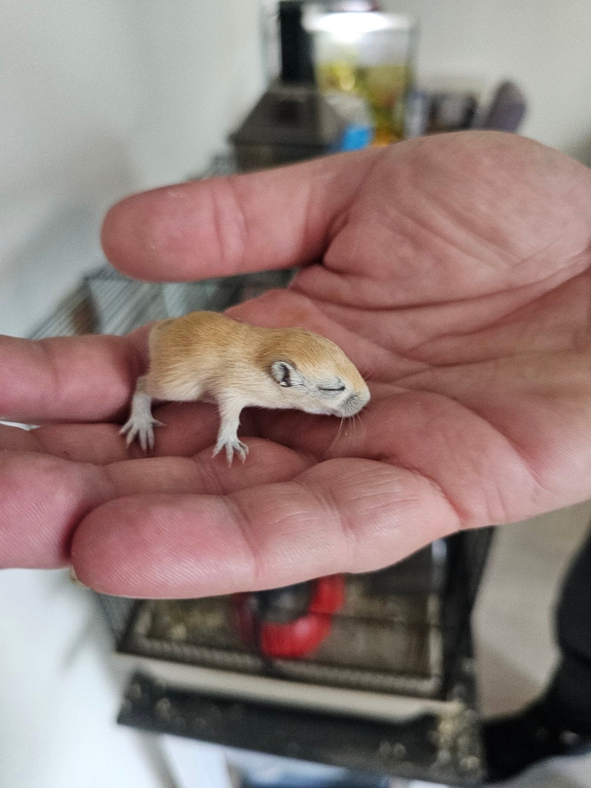 Baby gerbils, Dieren en Toebehoren, Knaagdieren, Juni, Geslacht onbekend, Overige typen