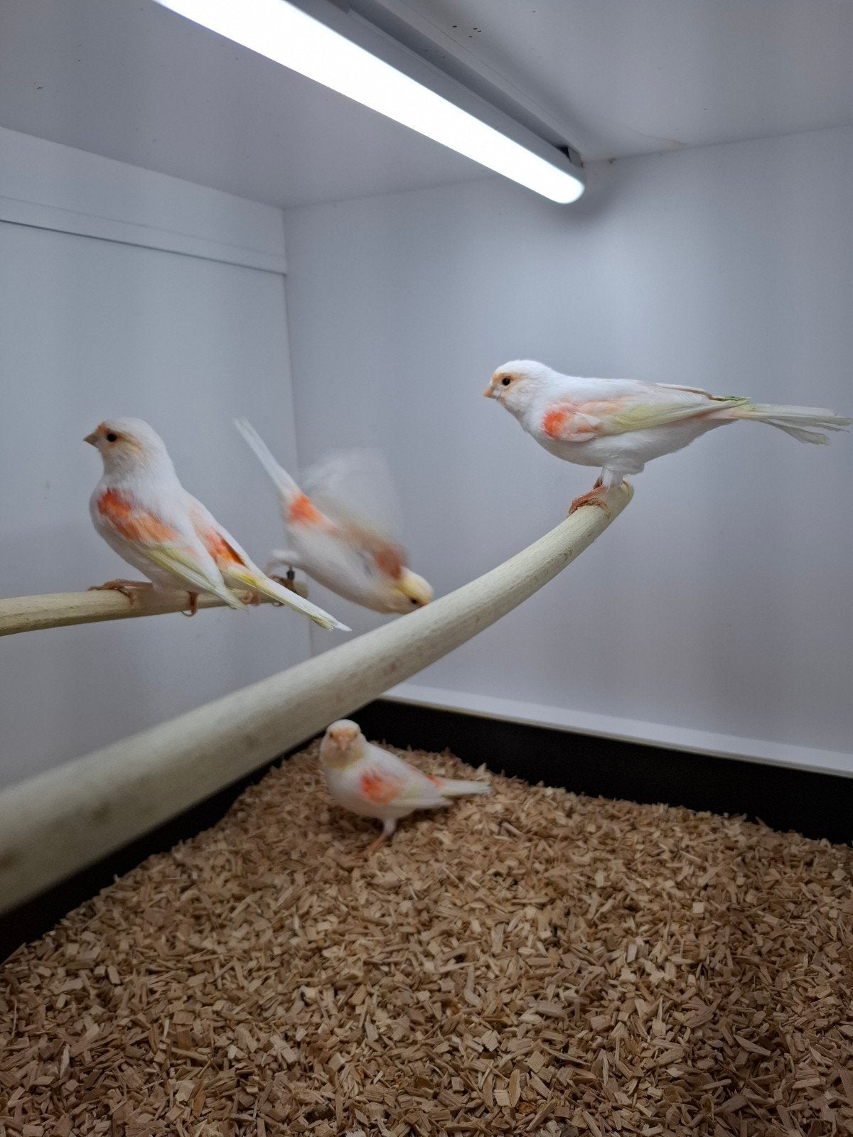 rood mozaiek kanaries 2026, Dieren en Toebehoren, Meerdere dieren, Kleurkanarie