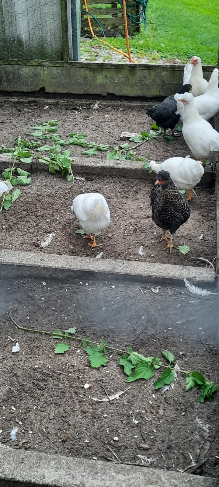 Te koop, Dieren en Toebehoren, Vrouwelijk, Kip