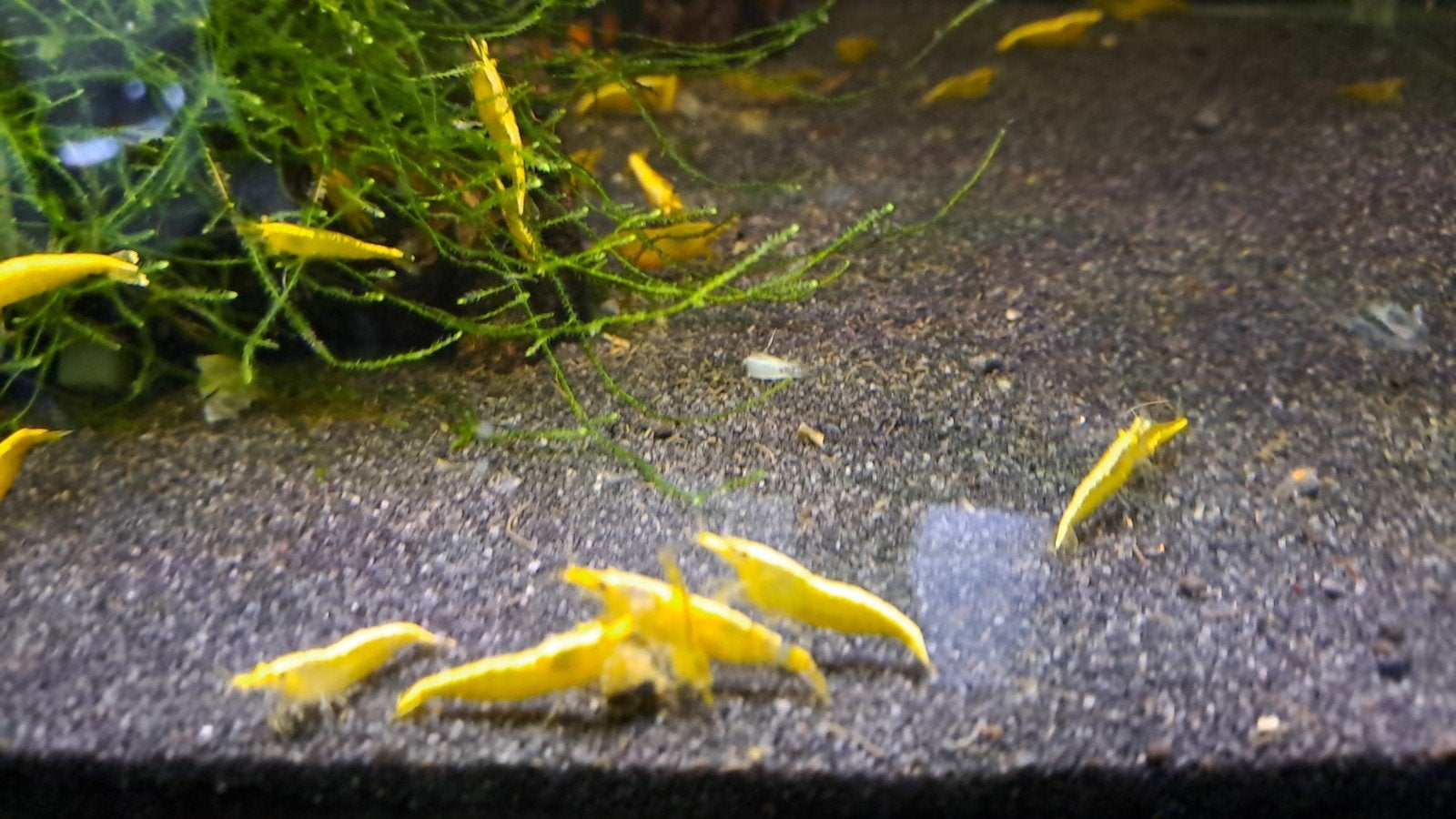 Citroen garnalen, Dieren en Toebehoren, Kreeft, Krab of Garnaal, Zoetwatervis