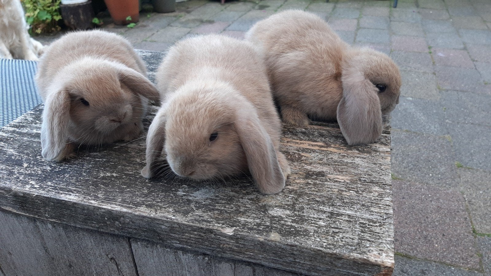 Nederlandse Hangoor Dwerg  NHD, Dieren en Toebehoren, Mannelijk, Dwerg, Hangoor, 0 tot 2 jaar