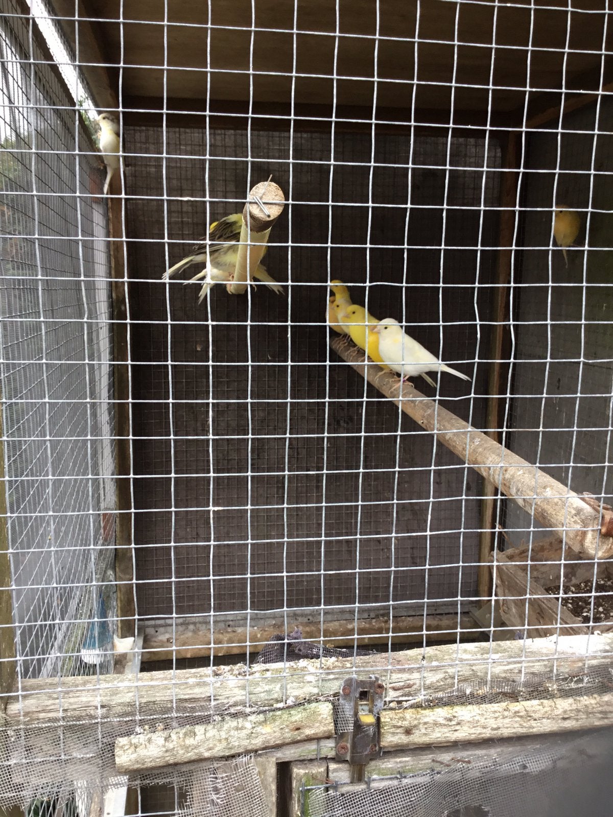 Kanaries, Dieren en Toebehoren, Vogels | Kanaries, Meerdere dieren, Kleurkanarie