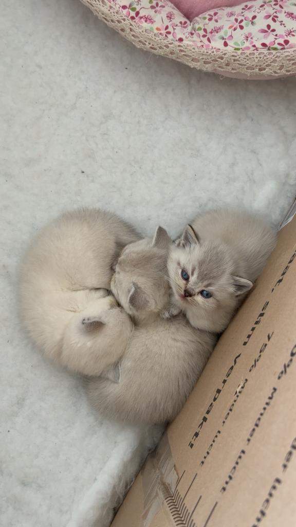 Britse korthaar kittens, Dieren en Toebehoren, Poes