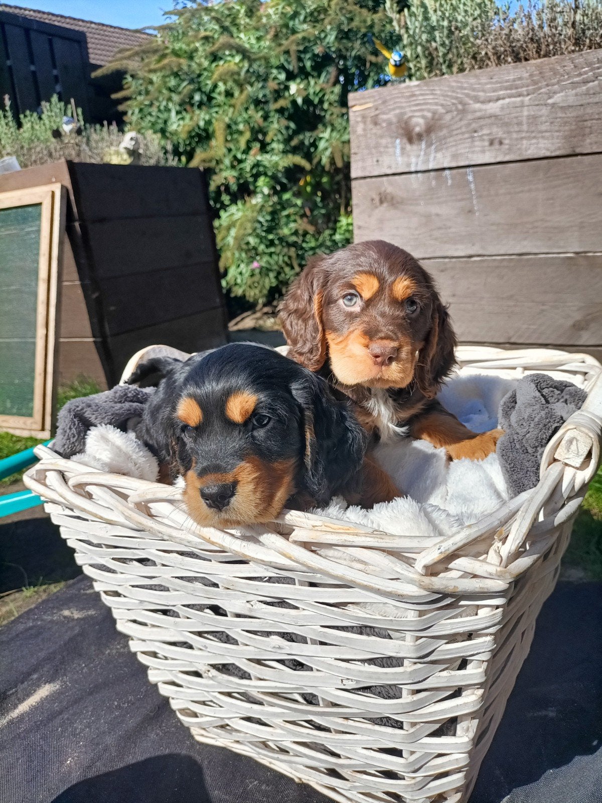 Nestje Engelse Cocker Spaniel pups, 8 tot 15 weken, CDV (hondenziekte), Meerdere, Meerdere dieren