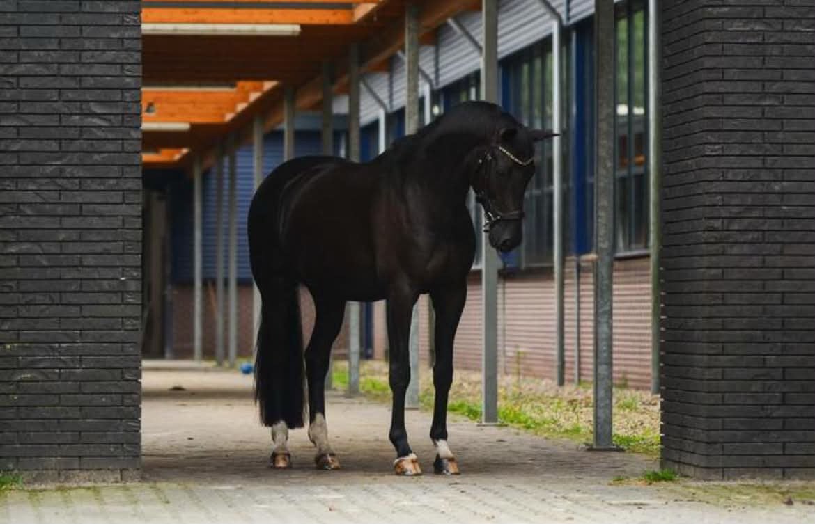 Superleuk allround recreatiepaard, Met stamboom, Ruin, M, 11 jaar of ouder