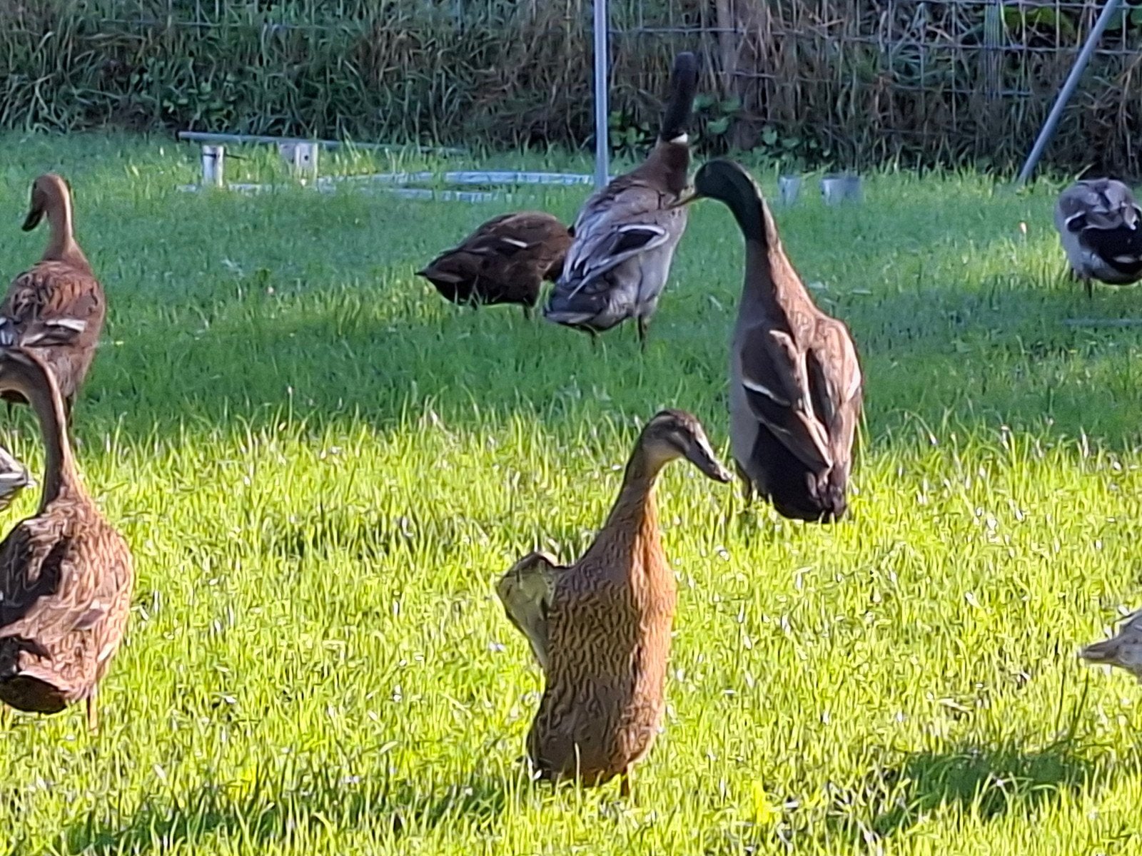 Indische loopeend vrouwtjes, Dieren en Toebehoren, Vrouwelijk, Eend