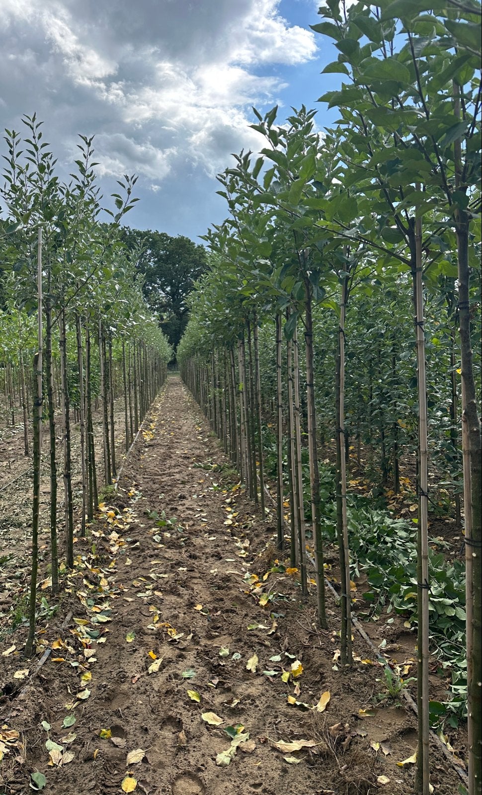 Hoogstam Fruitbomen te koop, Ophalen, Lente, Overige soorten, Volle zon