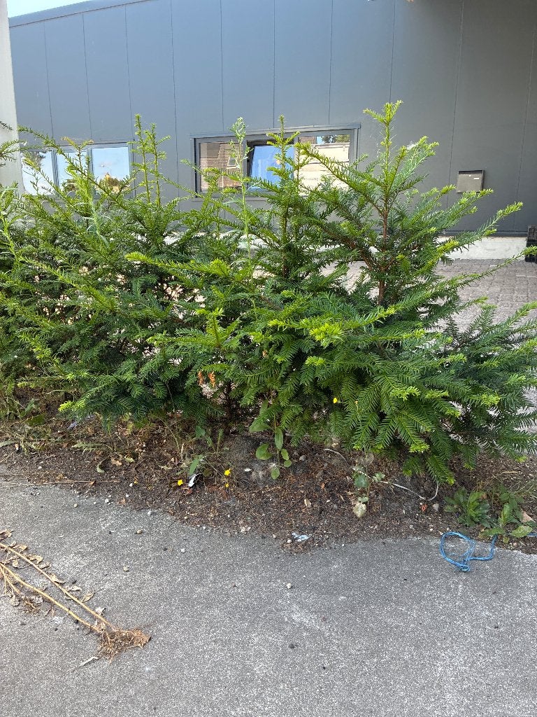Taxus haag te koop, Tuin en Terras, Planten | Struiken en Hagen, Ophalen, Taxus, Haag, Minder dan 100 cm
