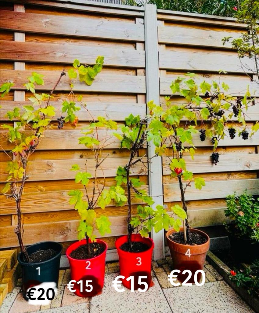 Druivenplanten, Tuin en Terras, Ophalen of Verzenden, Overige soorten, Minder dan 100 cm