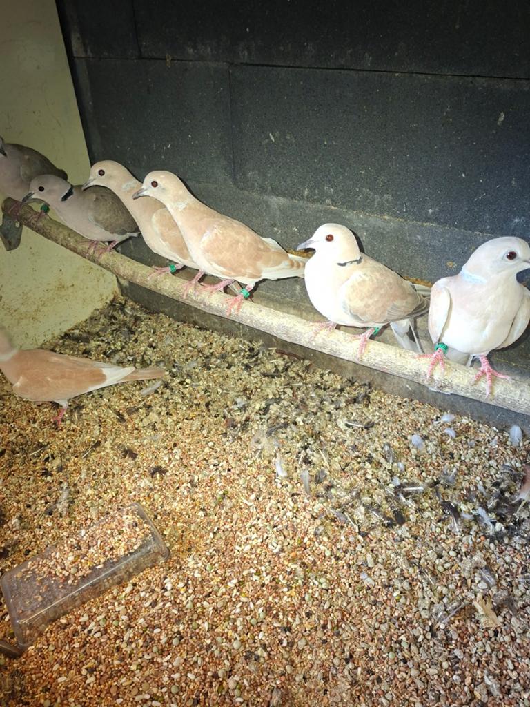 Verschillende kleuren tortels tortel duiven, Dieren en Toebehoren, Vogels | Overige Vogels, Meerdere dieren