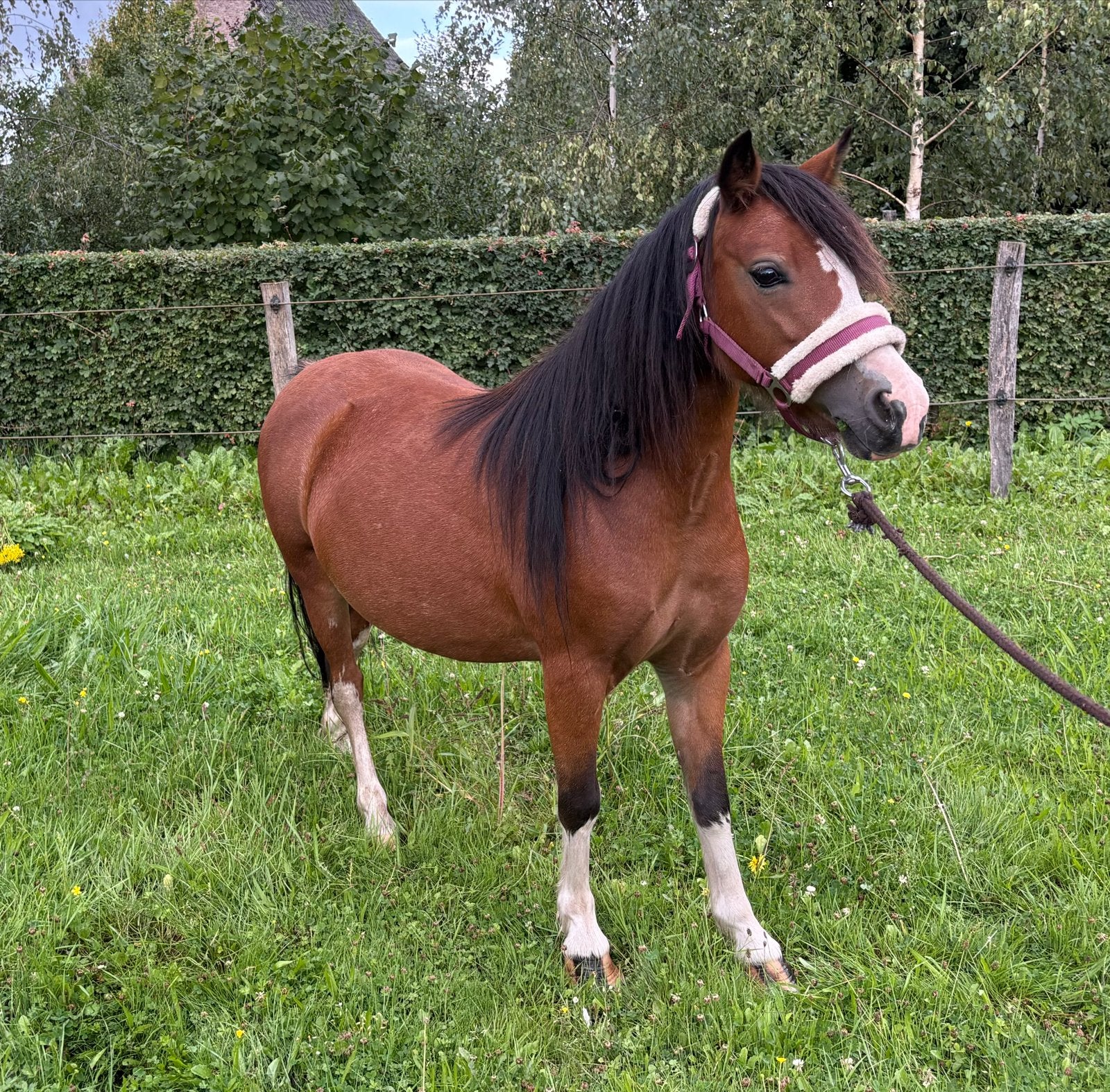 Welsh a merrie topbraaf en drachtig, Dieren en Toebehoren, Pony's, Merrie, A pony (tot 1.17m)