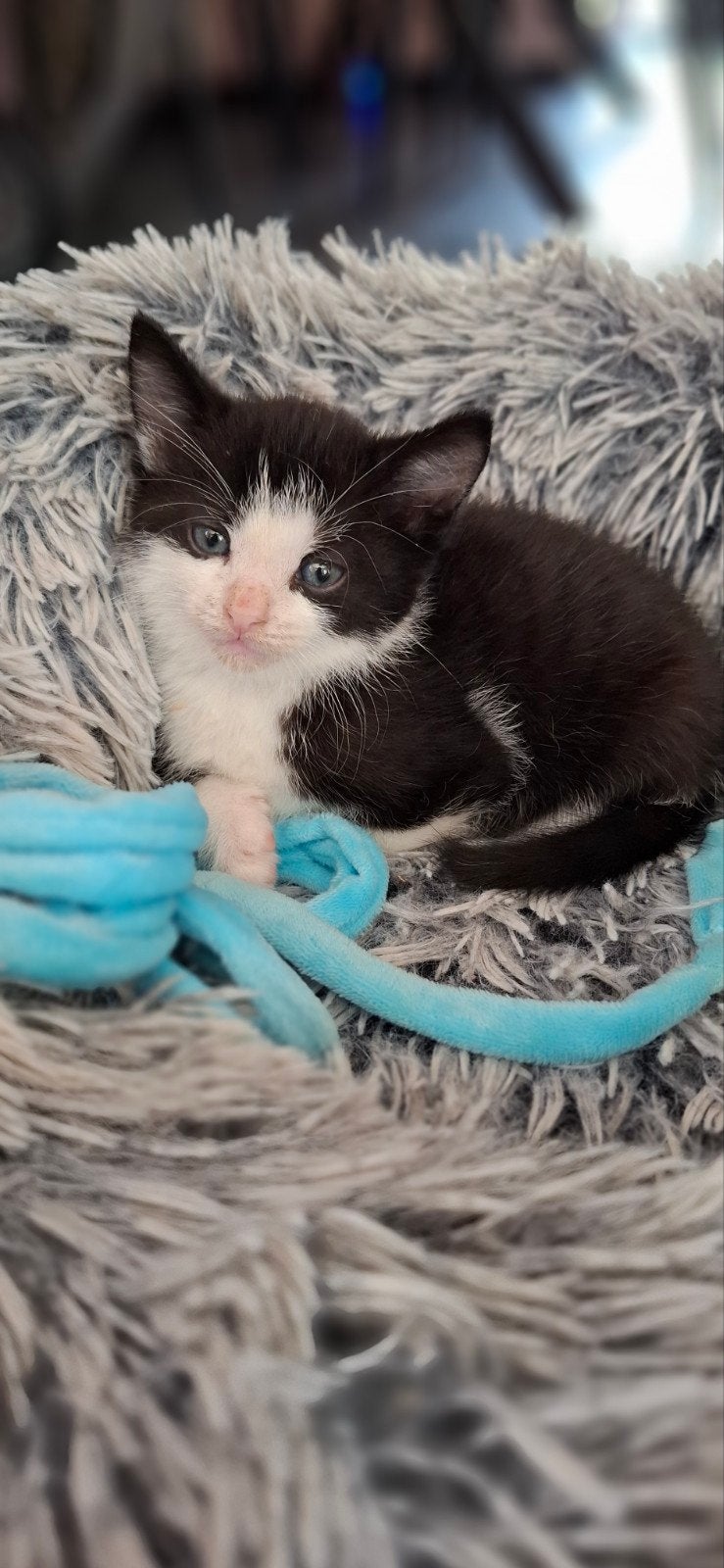 kittens, Meerdere dieren