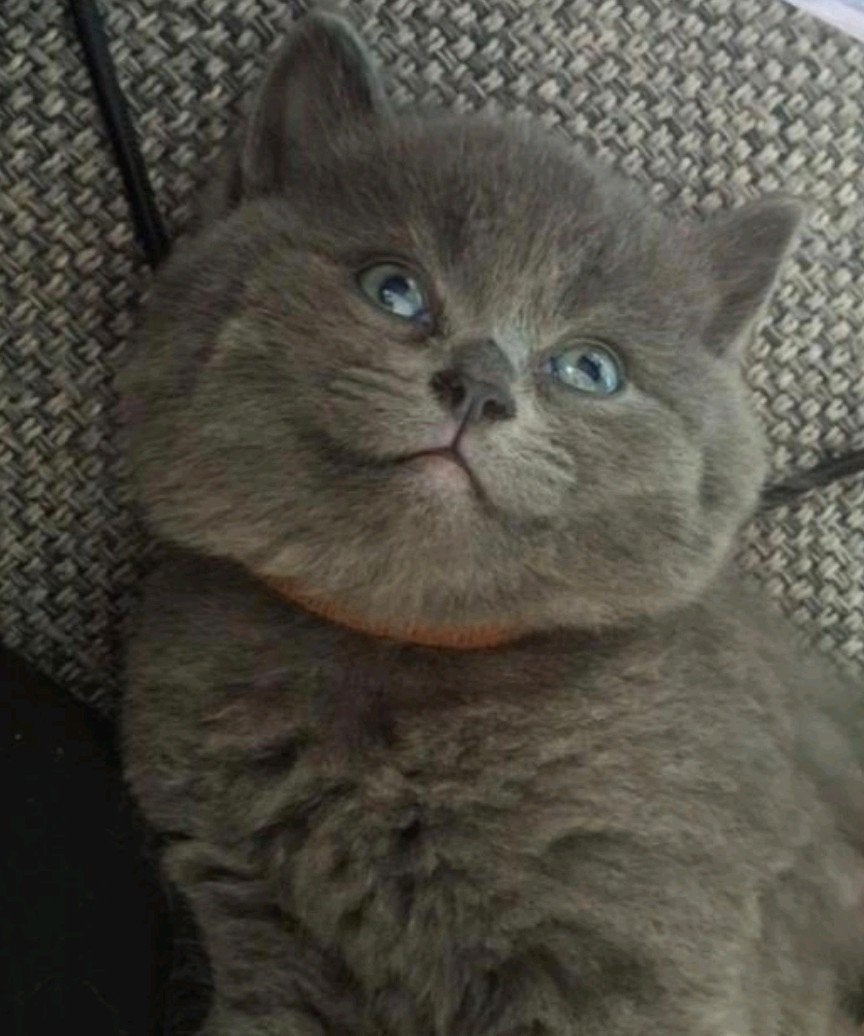 Britsekorthaar/Blauwerus kittens.