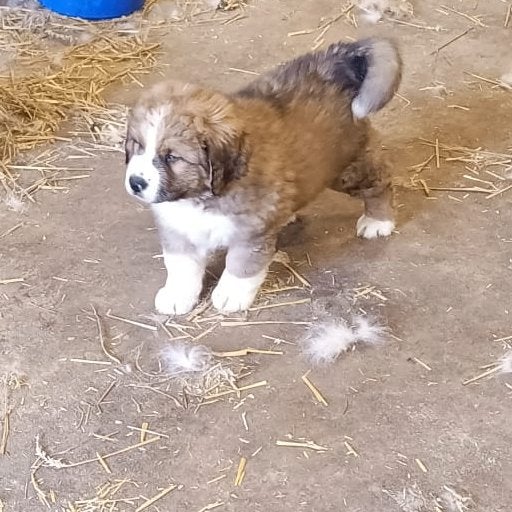 Berner Sennen X Sint Bernhard pup  REU, Nederland, Reu, 8 tot 15 weken, Groot