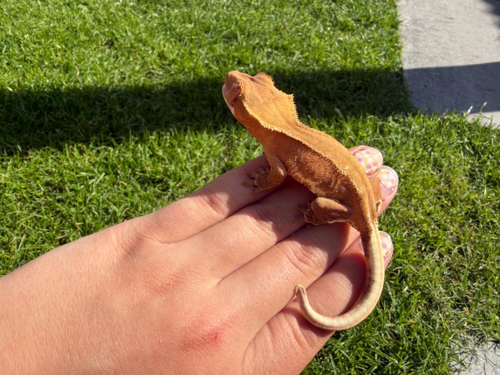 Mooie Phantom Lilly White Wimpergekko (Crested Gecko), Hagedis, 0 tot 2 jaar