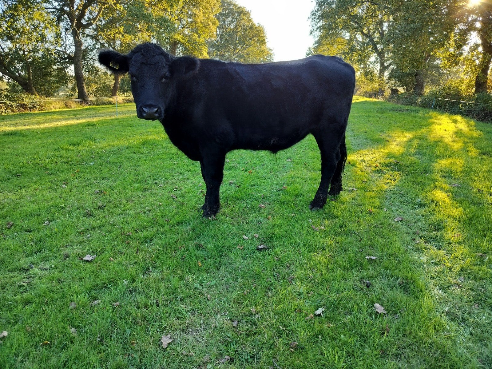angus os, Mannelijk, 0 tot 2 jaar