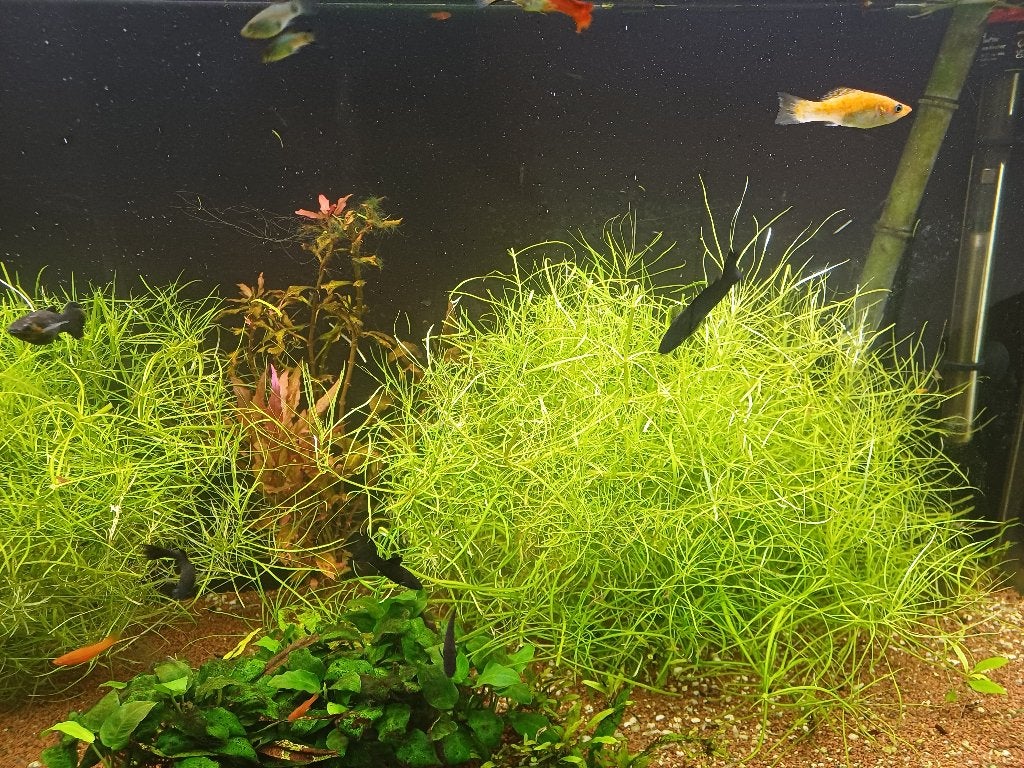 Sluier black molly's, Dieren en Toebehoren, Vis, Zoetwatervis