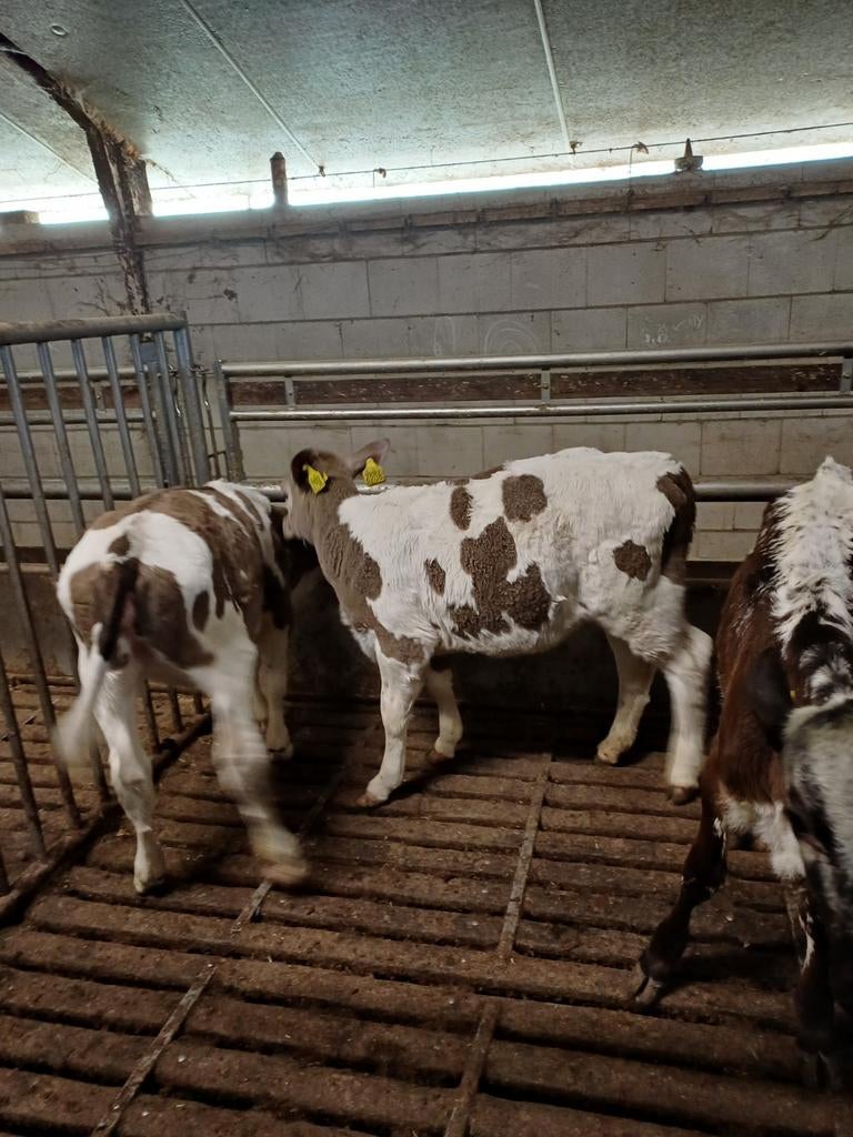 22 kruisling pinken, Dieren en Toebehoren, Runderen, Mannelijk