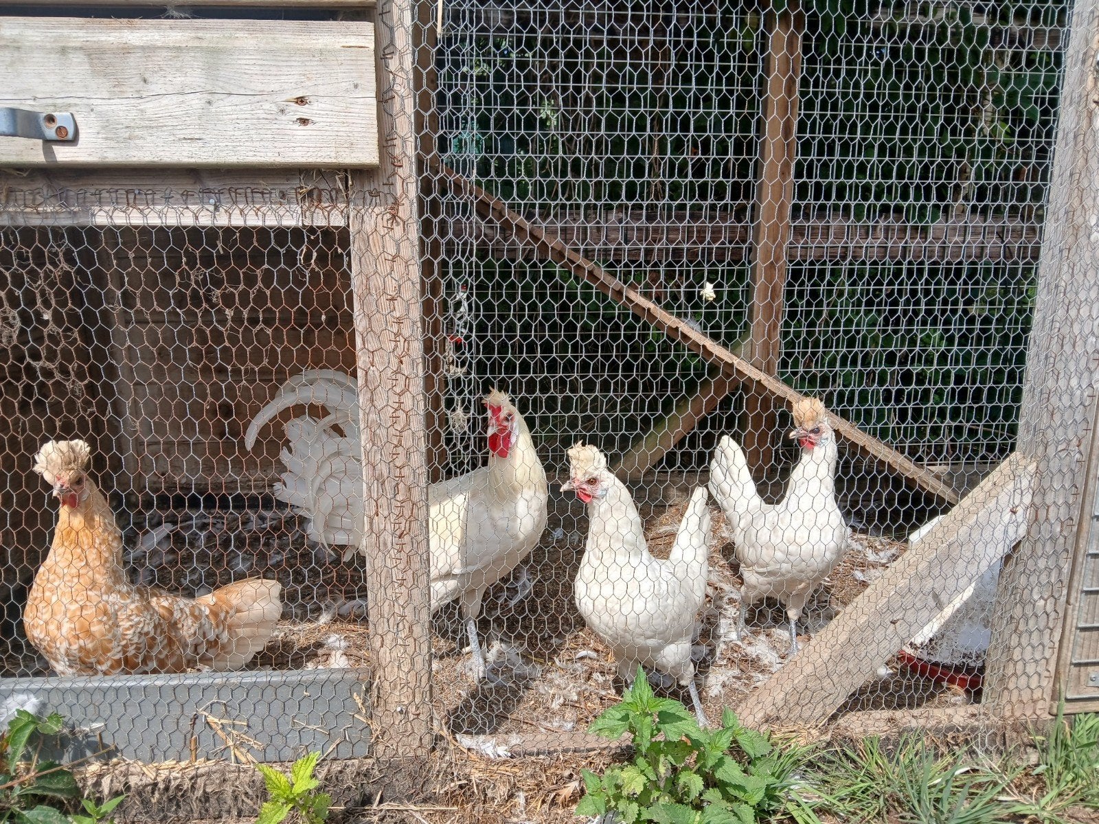 bewezen kweektrio witte Appenzeller Spitskuiven 2025, Dieren en Toebehoren, Meerdere dieren, Kip